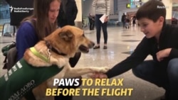 Paws To Relax: Dogs Ease Stress At Russian Airport