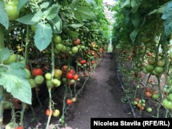 Молдова – теплиця помідорів