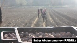 Кулдар картошка талаасында иштешкен