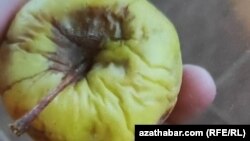 Aşgabadyň çagalar bagynda çagalara berlen alma. 2025-nji ýylyň noýabr aýy.