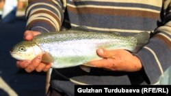 Иллюстрациялык сүрөт.