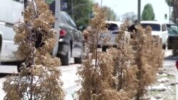 Талас: саргайган туялар, сапырылган акча