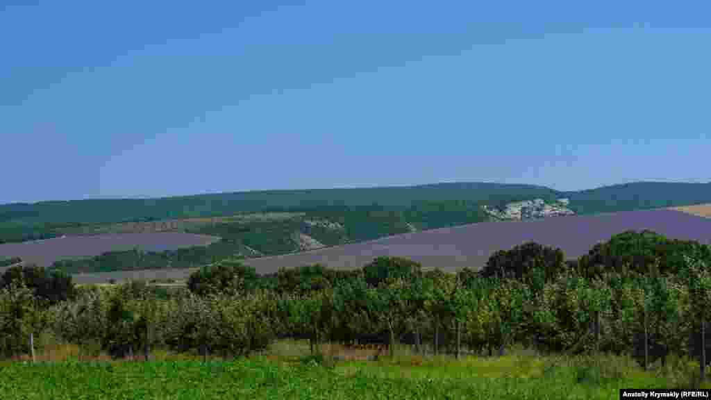 Вид на лавандові поля агрофірми &laquo;Тургенєвська&raquo; з яблуневого саду на березі річки Кача. Цей ефіронос із Середземномор'я почали вирощувати в Криму з 1930-х. Тоді кущики лаванди селяни висаджували тільки вручну