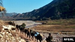 د تیرا په يو کلي کې امنيتي ځواکونه پر قچرو سپاره ګرځي (انځور له ارشيفه) 