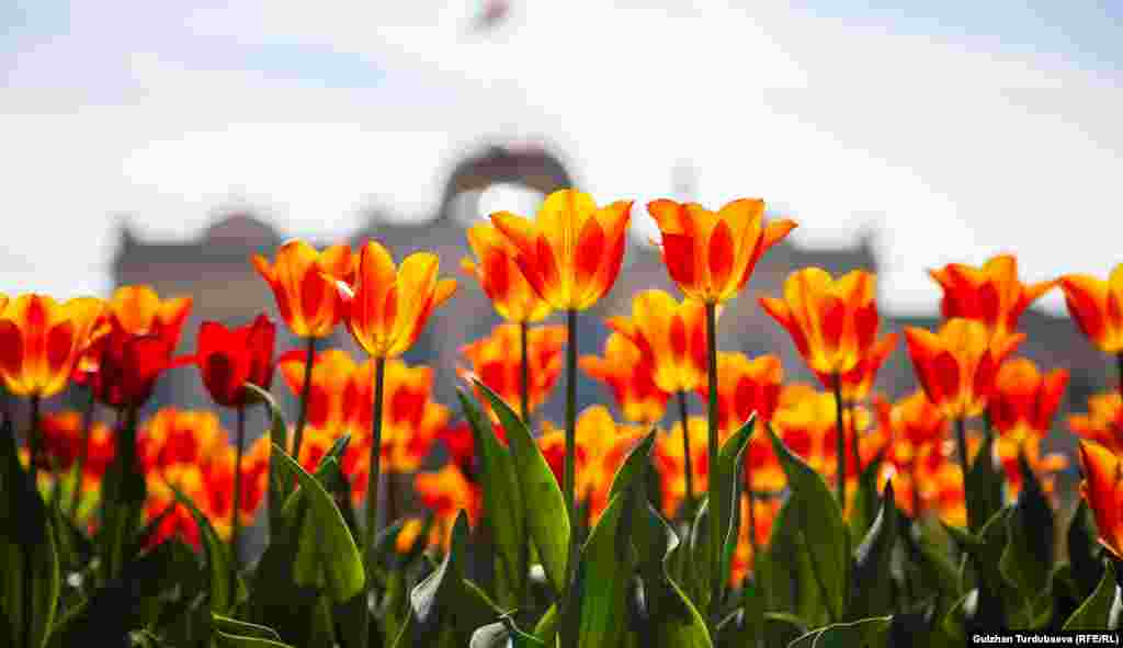 Жоогазын - жазында биринчи болуп гүлдөгөн гүл.