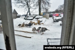 За вакном хаты Гуляшовых