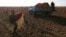 Migrant workers from Kyrgyzstan harvest potatoes in a private field in Russia's Krasnoyarsk region.