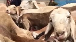 افغان سوداګر وايي خلک ورڅخه د قربانۍ څاروي په ارزانه بیه غواړي