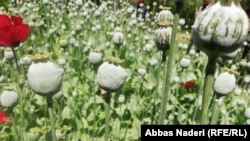 عکس آرشیف: کشتزار خشخاش در افغانستان 