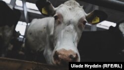 Ілюстрацыйнае фота