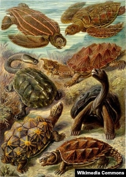 Ташбакалар. Немис окумуштуусу Эрнста Геккелдин «Kunstformen der Natur» деген китебинен, 1904-жыл.