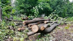 Куштауда киселгән агачлар