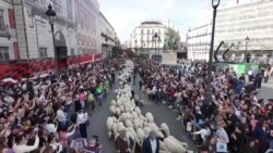 په هسپانيه کې د مېږو او پسونو دوديزه مېله شوې ده