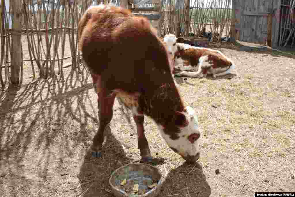 Жители жалуются, что после дождя на шкурах животных появляются "белые шишки". По словам сельчан, 15 телят уже погибли от неизвестной болезни, предположительно от пастереллеза.&nbsp;