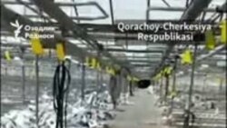 Обращение узбекских мигрантов, отправленных в Карачаево-Черкесскую Республику