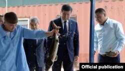 Президент Сооронбай Жээнбеков "Тянь-Шань Форель" балык чарбасына барган учуру. Сүрөттө  (оң жакта) макаланын каармандарынын бири Илгиз Шаменов да турат.