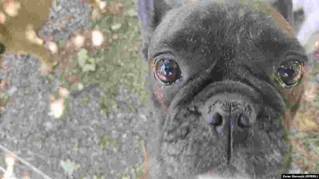 Među napuštenim životinjama su i rasni psi.