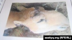 A photo of a dead saiga with its horns cut off