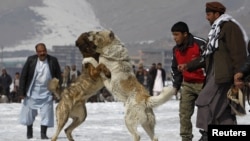 رقابت سگ جنگی در کابل . این گونه برنامه ها بیشتر به غرض تفریح و به صورت ذوقی برگزار میشود و سگ ها حد خون ریزی با هم می جنگند. 