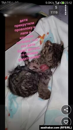 Sosial ulgamlarda türkmenistanly ulanyjylaryň çap eden suraty