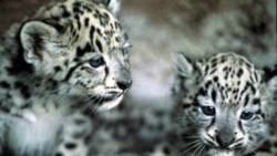 Salvați leopardul zăpezilor: Elanii de munte, readuși în Kârgâzstan 