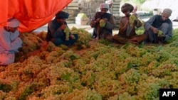 د افغانستان په کندهار کې کروندګر انګور پاکوي - انځور له ارشیفه