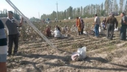 Diňle: Milli howpsuzlyk işgärleri pagta meýdanlarynda gözegçilik edýärler