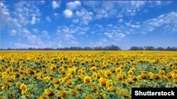 Фермеры говорят, что картофель собирают вручную. «Пшеницу и подсолнечник вручную не уберешь», — добавляет он.