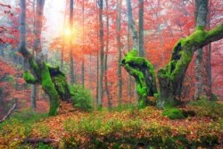 Буковий ліс на Закарпатті осіннього ранку після дощу, 2017 рік