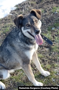 Собака, врятована у Волгограді
