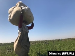 Мақта теріп жүрген әйел. Көрнекі сурет.