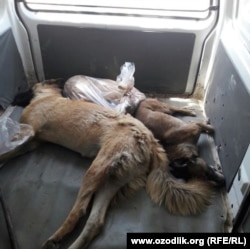 Трупы убитых собак.
