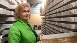 Дорте Свенструп, власниця ферми з вирощування хробаків