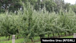 „Trebuie de ales, dar nu știi pe cine de-amu'. Pe cine?”