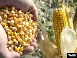Кукурудза