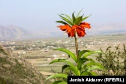 Айгүл гүлү. Бул өсүмдүк Кыргызстанда өзгөчө коргоого алынган. Негизинен Баткенде өсөт.