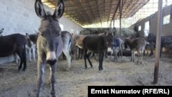 Короодо багылган эшектер. Ош. 22-сентябрь.