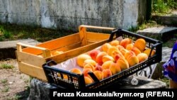 Абрикоси у Бахчисарайському районі, архівне фото