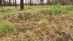 Орусиянын Свердловск облусуна караштуу Тавда жергесиндеги «эмгек армиясында» иштегендердин каза болгондору көмүлгөн жалпы көрүстөн.