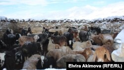 مواشی قرغیزها در پامیر بدخشان
