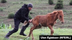 Каркыра жайлоосу