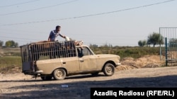 Ağcabədidə mal bazarı