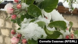 У квітні в Україні вдарили заморозки