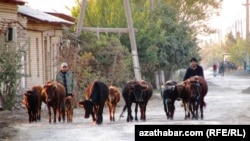 В Туркменистане за последние несколько лет неоднократно происходили случаи массового падежа крупного и мелкого рогатого скота, а также верблюдов от неизвестных болезней.