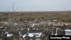 ლაზიკის ტერიტორია ამჟამად