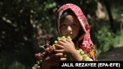 په تصویر کې د هرات ولایت یوه ماشومه اوسیدونکې ښکاري چې تازه انګور یې په لاس کې دې او د ممیزو د پروسس لپاره یې راټول کړي.