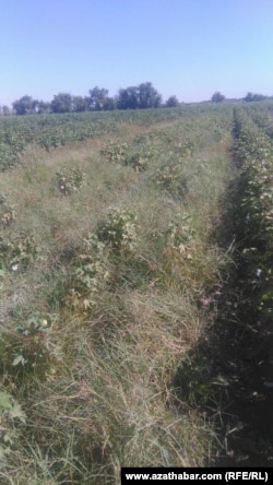 Хлопковое поле, Мары 17 августа , 2019