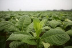 У ВООЗ тютюнових велетнів звинуватили також у тому, що вони роблять суттєві пожертвування на боротьбу із COVID-19 для покращення свого іміджу