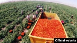 Pomidor hasyly ýygnalýar. Türkmenistan (Döwlet mediasyndan alnan surat) 