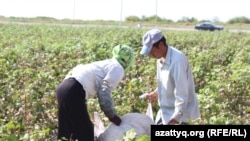 Мигранты из Узбекистана на сборе хлопка на юге Казахстана